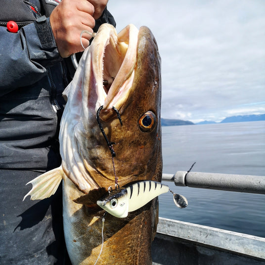 Mieko Predator Spinner Tail med stor torsk fångad under havsfiske i Norge.