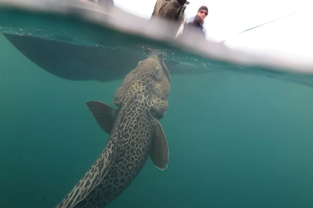 En stor fisk med mönstrad hud simmar nära ytan vid en båt där två sportfiskare lutar sig över relingen, delvis synliga.