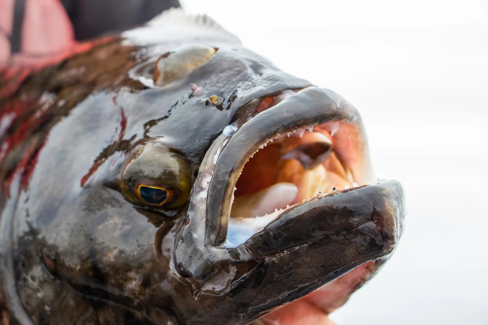Närbild av sportfiskare med stor fisk, öppen mun och vassa tänder, glänsande fjäll. Plötslig bakgrund. Fiskeäventyr.