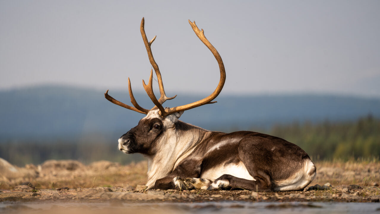 En ren med stora horn vilar på marken i naturen, med omgivande kullar och träd som lockar sportfiskare under klar himmel.