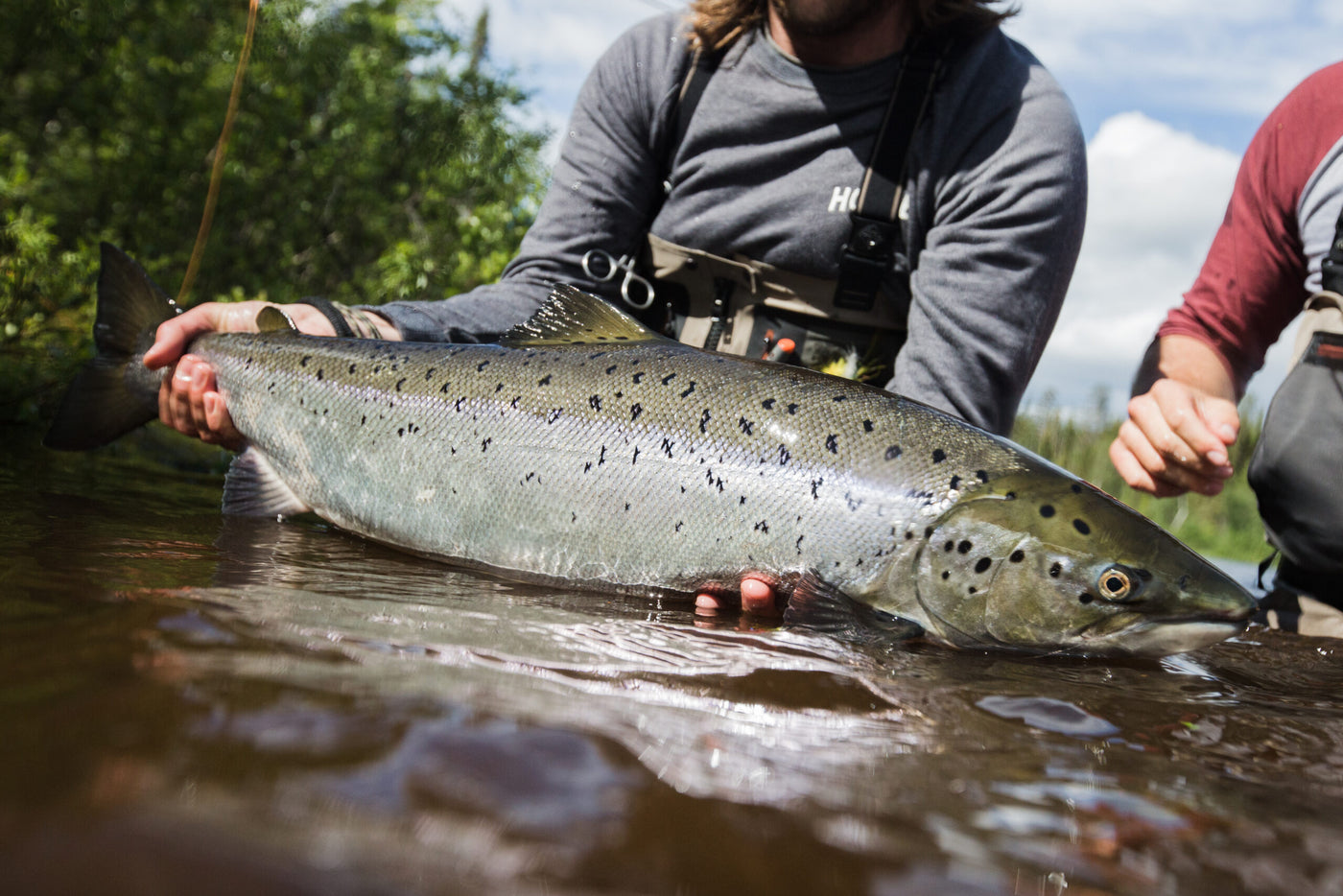Sportfiskare visar stolt upp en stor lax i klart vatten. Bakom syns skog och blå himmel - perfekt för fiskeresa i naturen.