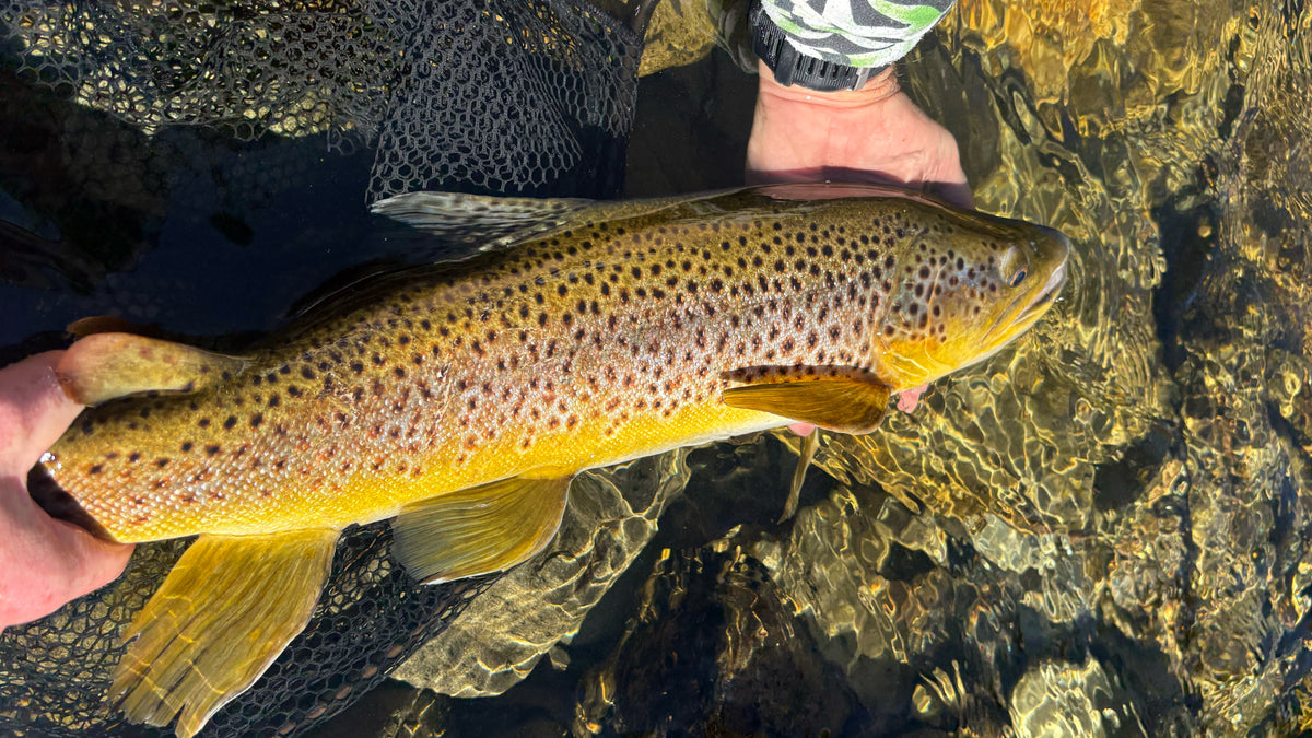 Fiskeresa till Nya Zeeland med Outside Travels – flugfiske efter öring