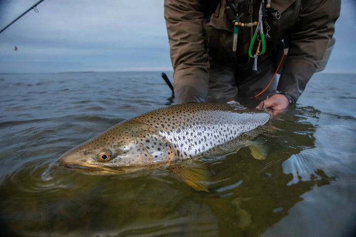 En sportfiskare i vadarbyxor håller varsamt en stor brun öring i grunt vatten, med fiskeredskap runt halsen.