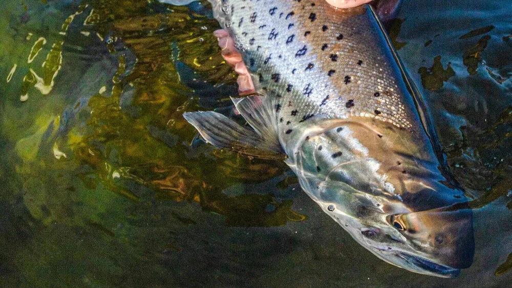 Närbild av en sportfiskare som varsamt håller en prickig fisk i vattnet, glänsande fjäll och mörka fläckar synliga.