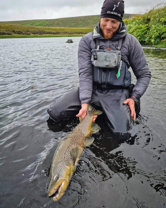 Fiskare på knä i vattnet släpper tillbaka en stor öring på Island