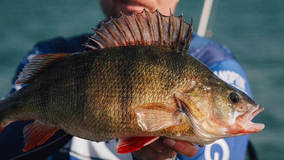 En sportfiskare i blå skjorta håller upp en stor abborre med taggiga ryggfenor vid en sjö, perfekt för fiskeresa.