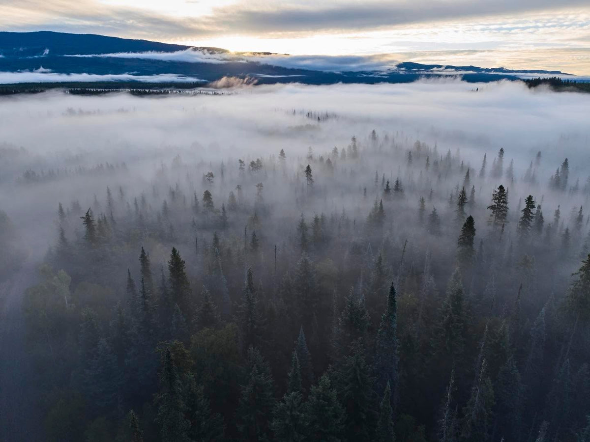 Flygbild över dimma som ligger över barrskogen i Skeenaområdet i Kanada