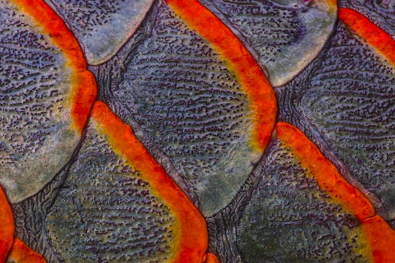 Närbild av fiskfjäll med grå mitt och orange kanter i ett upprepande mönster – precis som ett fiskefynd från en minnesvärd fiskeresa med Fiske.
