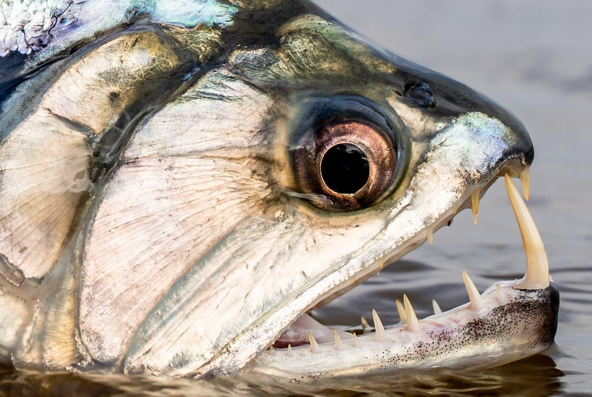 Outside Travels fiskeresa till Guyana – fiske i djungelfloder och fiskeupplevelser – bild 2