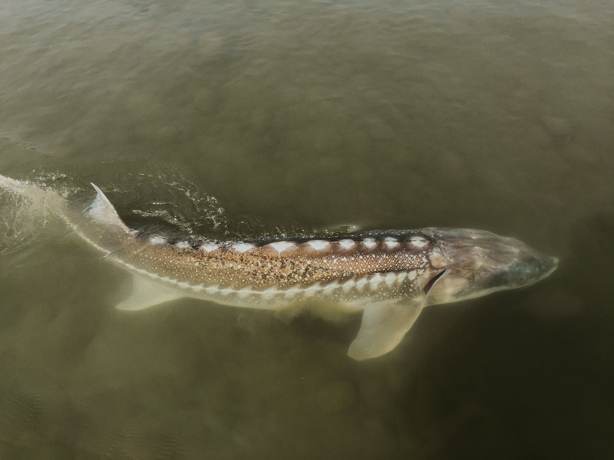En stor stör simmar under ytan i grumligt vatten-en imponerande syn för sportfiskare på jakt efter fiskeresans höjdpunkt.
